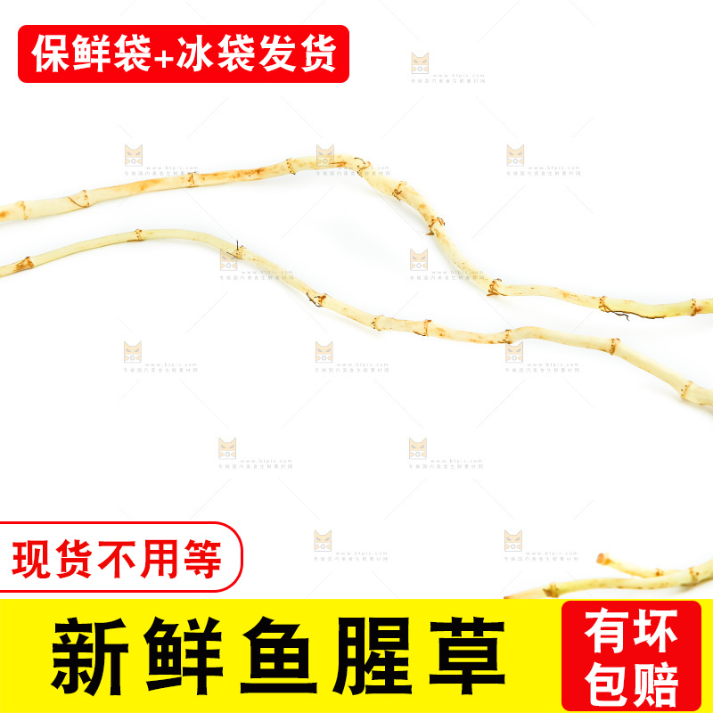 白底上的鱼腥草