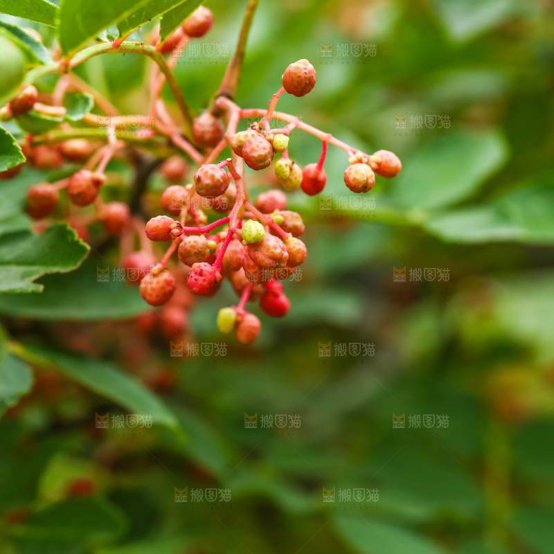 树枝上结的红花椒