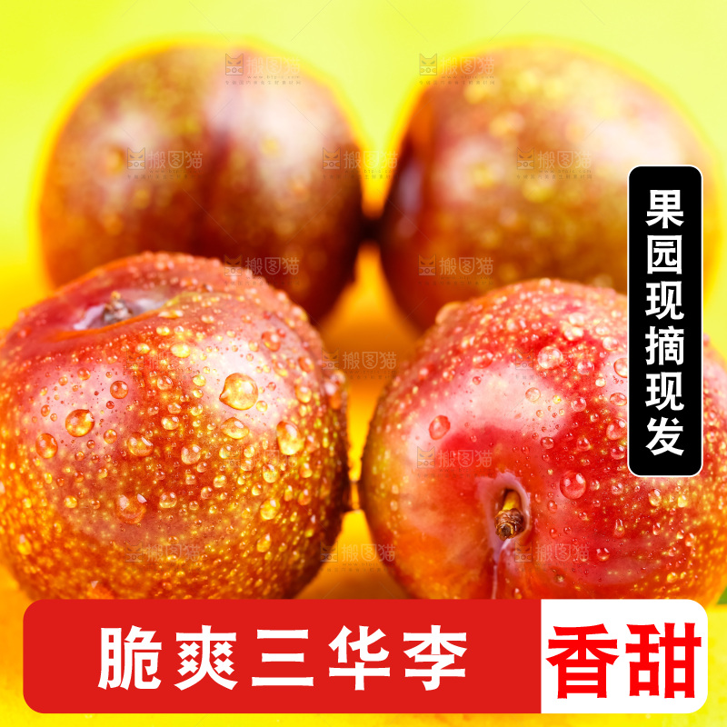 浅底上放着钱排三华李