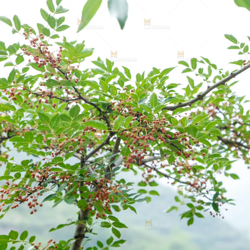 树枝上结的花椒