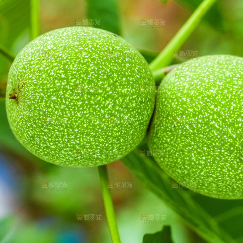 树枝上结的核桃