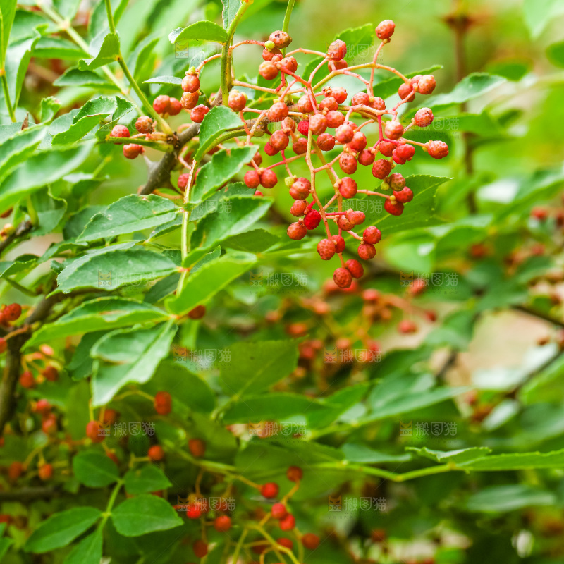 树枝上结的红花椒