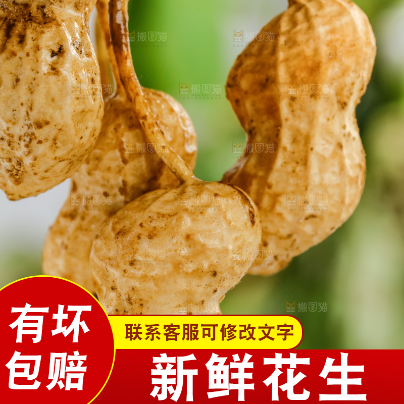 白底上的新鲜花生