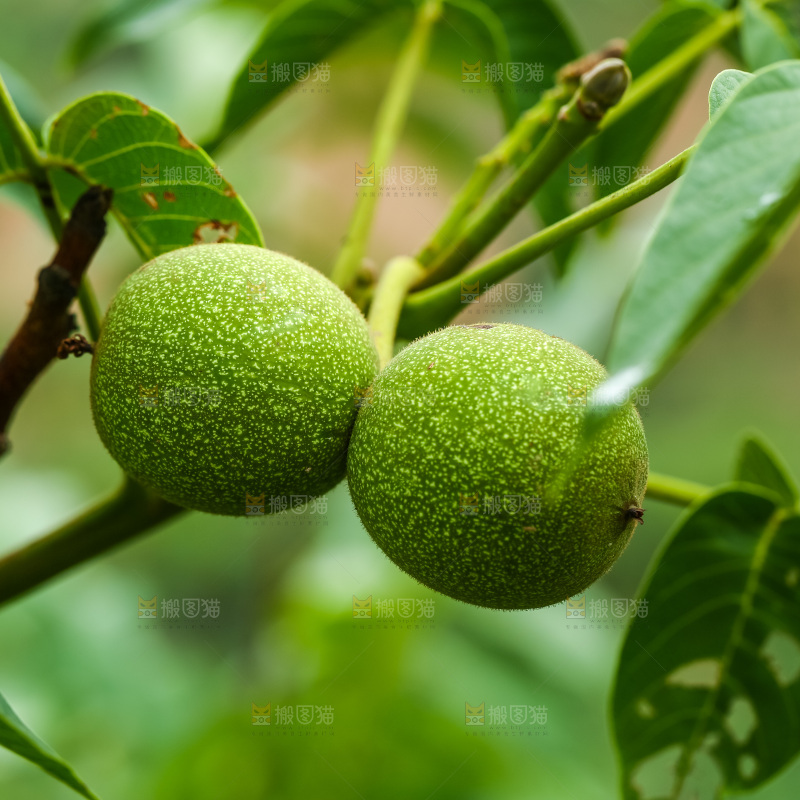树枝上的新鲜核桃