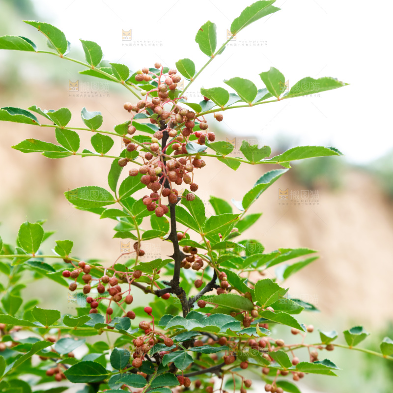 树枝上结的花椒