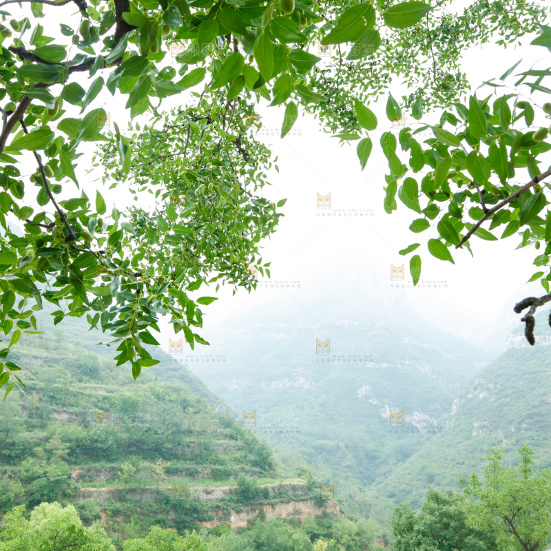 树枝上结的枣子