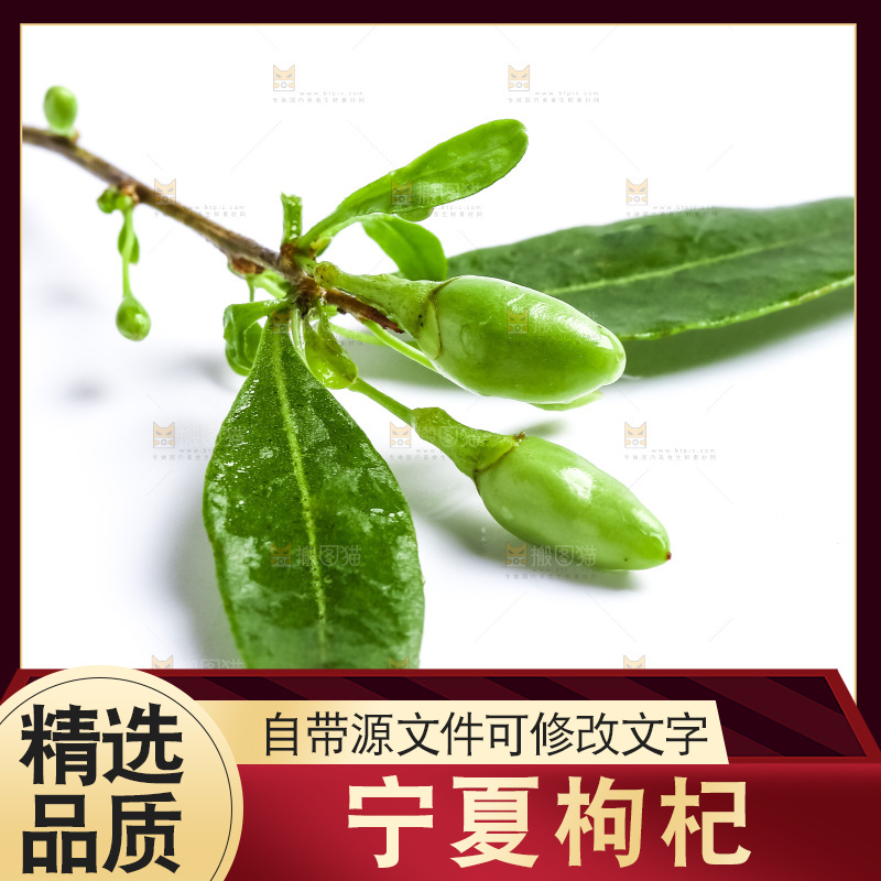 白底上放着枸杞树枝