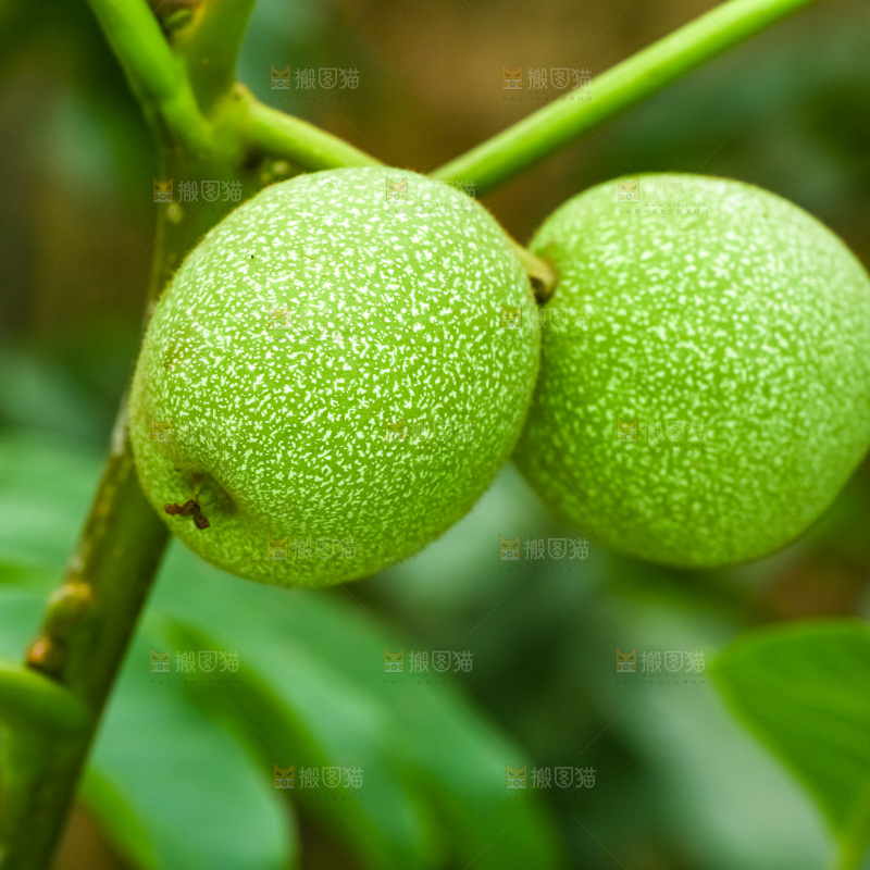 树枝上结的核桃