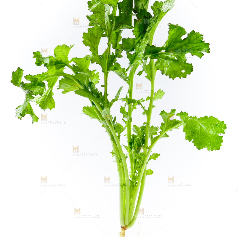 白底上的腊菜