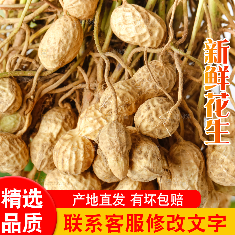 白底上放着一堆新鲜带壳花生