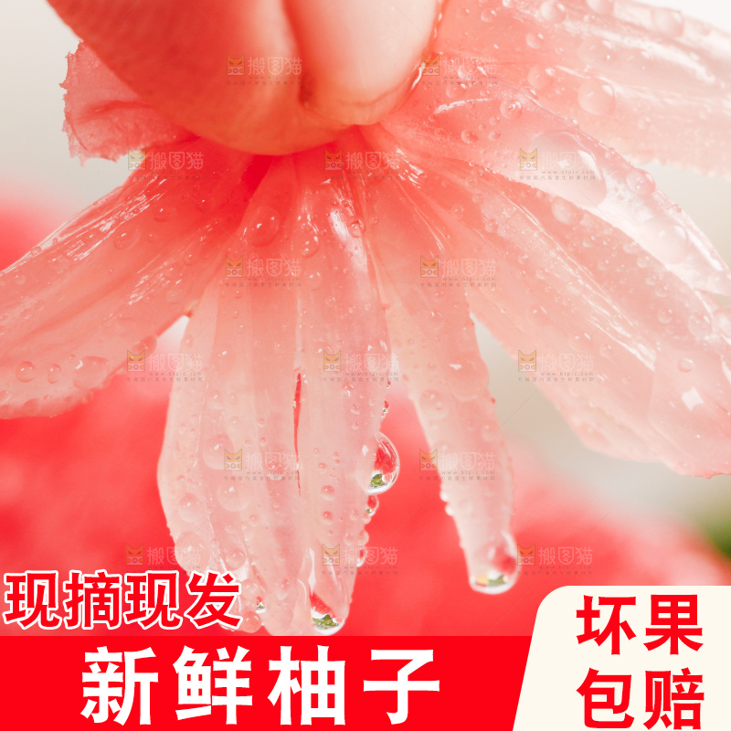 手上拿着红心柚子果肉