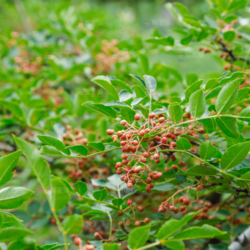 树枝上结的花椒
