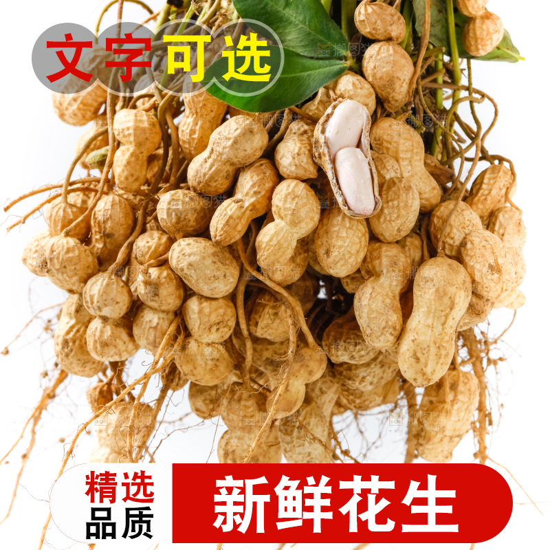 白底上的新鲜花生