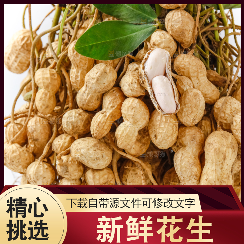 白底上的新鲜花生