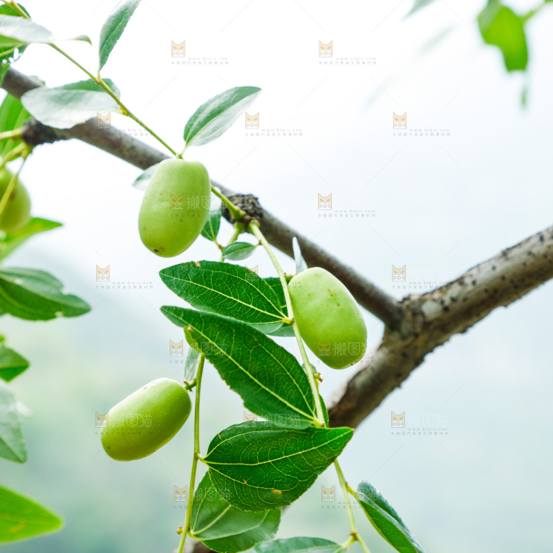 树枝上结的枣子