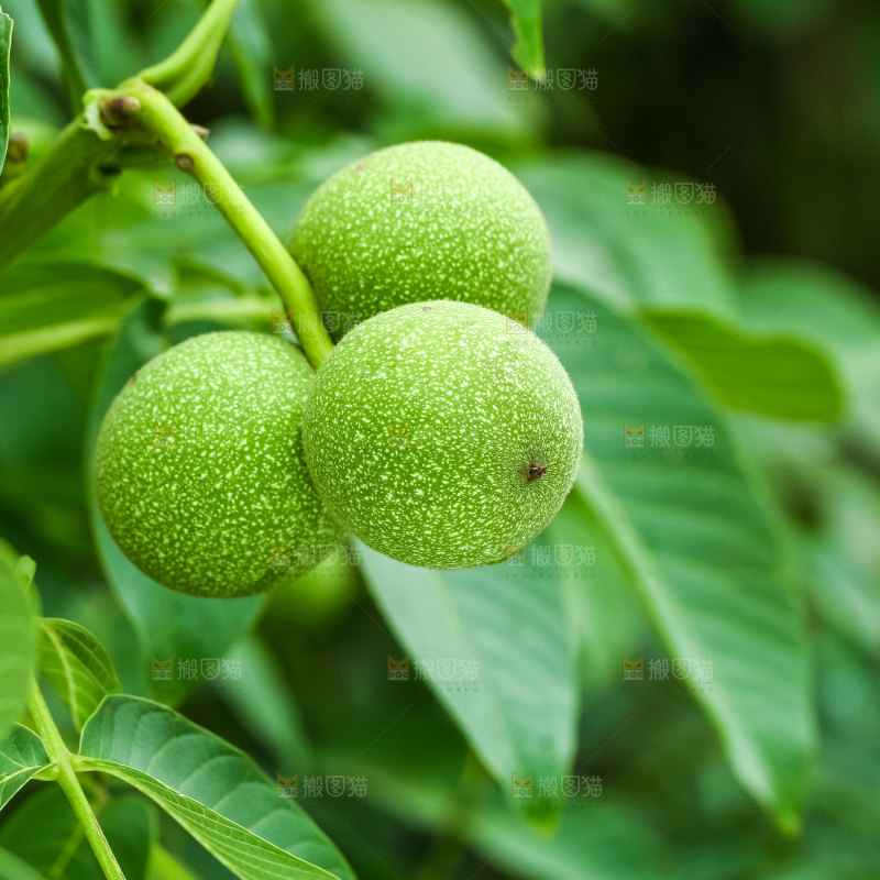 树枝上结的核桃