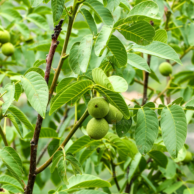 树枝上的新鲜核桃