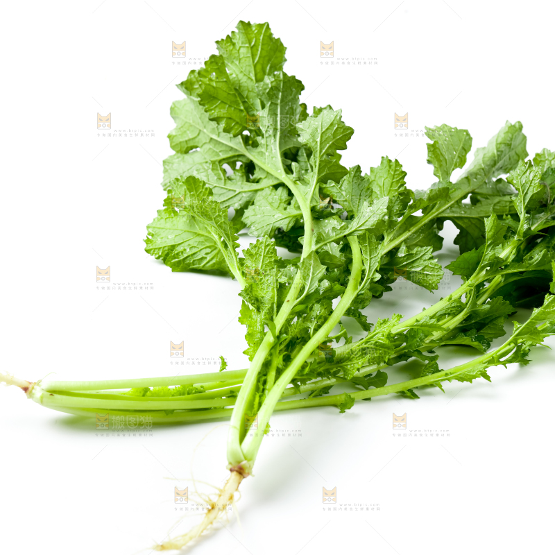白底上的腊菜