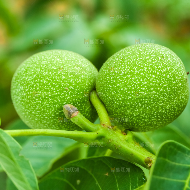 树枝上结的核桃