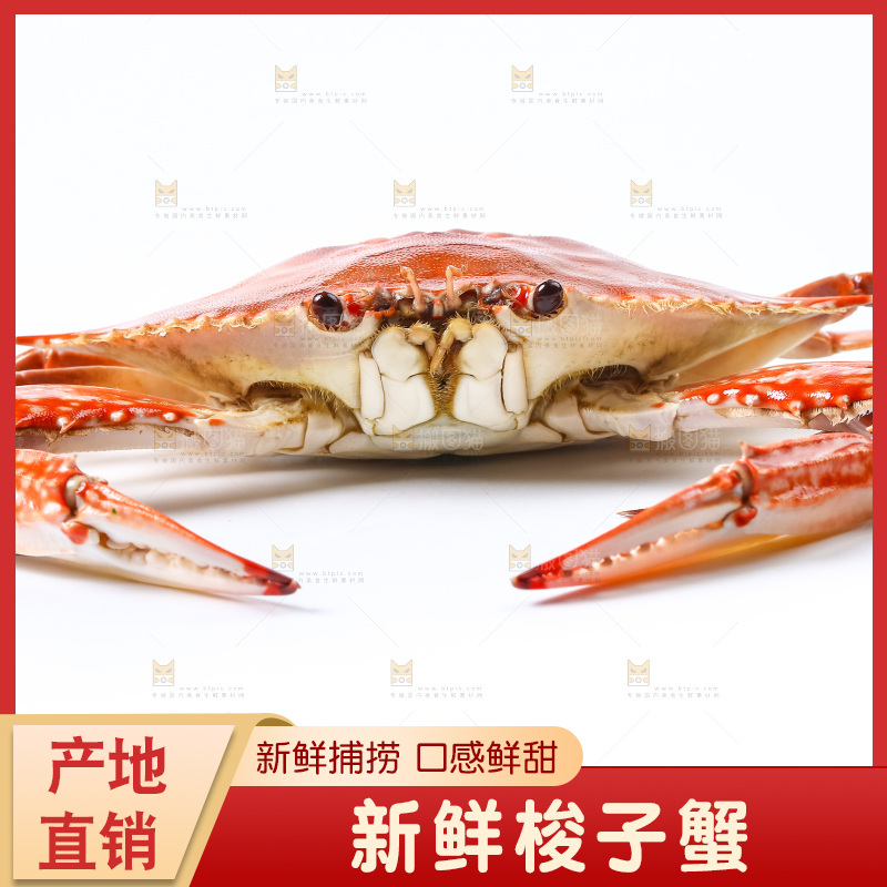 白底上摆放着舟山梭子蟹