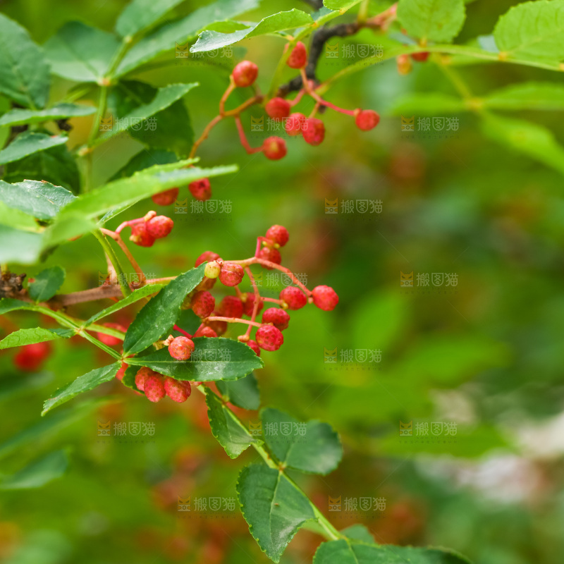 树枝上的红花椒