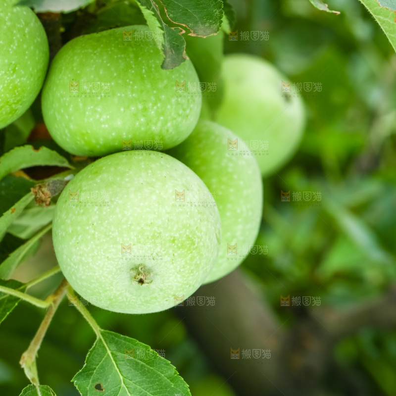 树枝上的青苹果