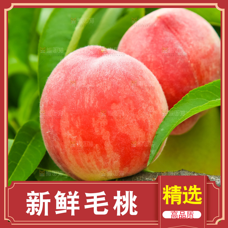 树枝上的毛桃