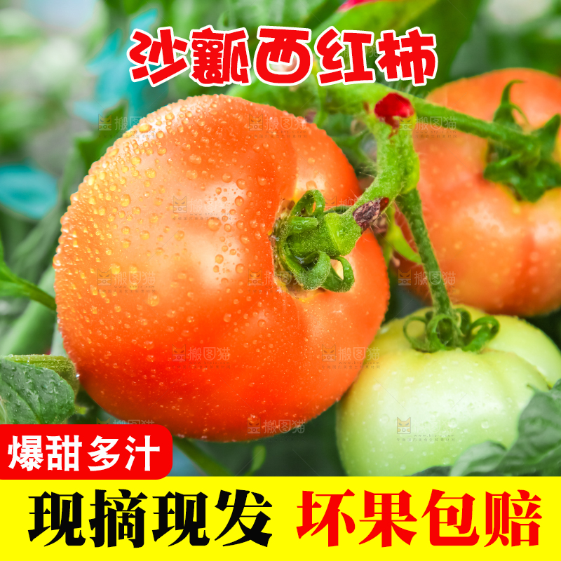 菜园里的西红柿