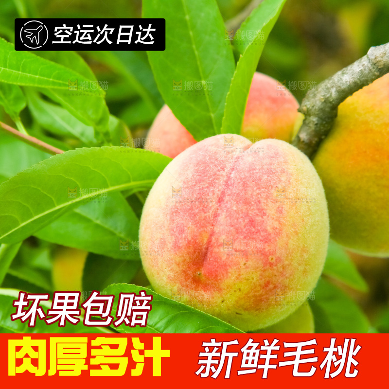 树枝上的毛桃