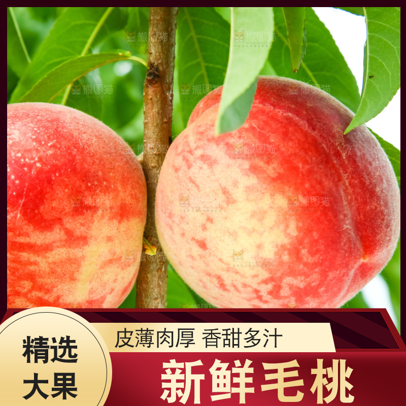 树枝上的毛桃