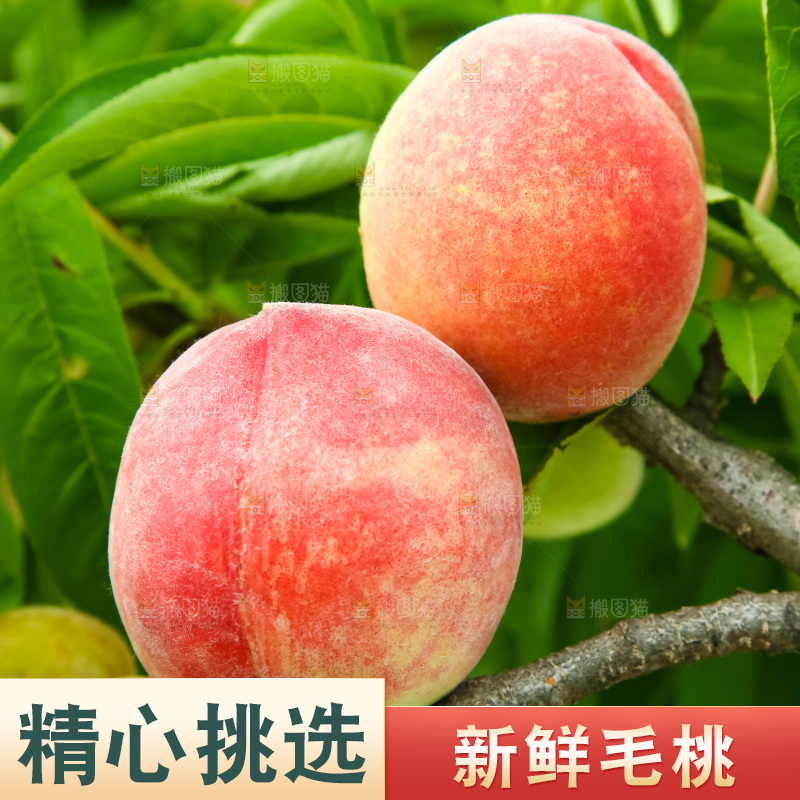 树枝上的毛桃