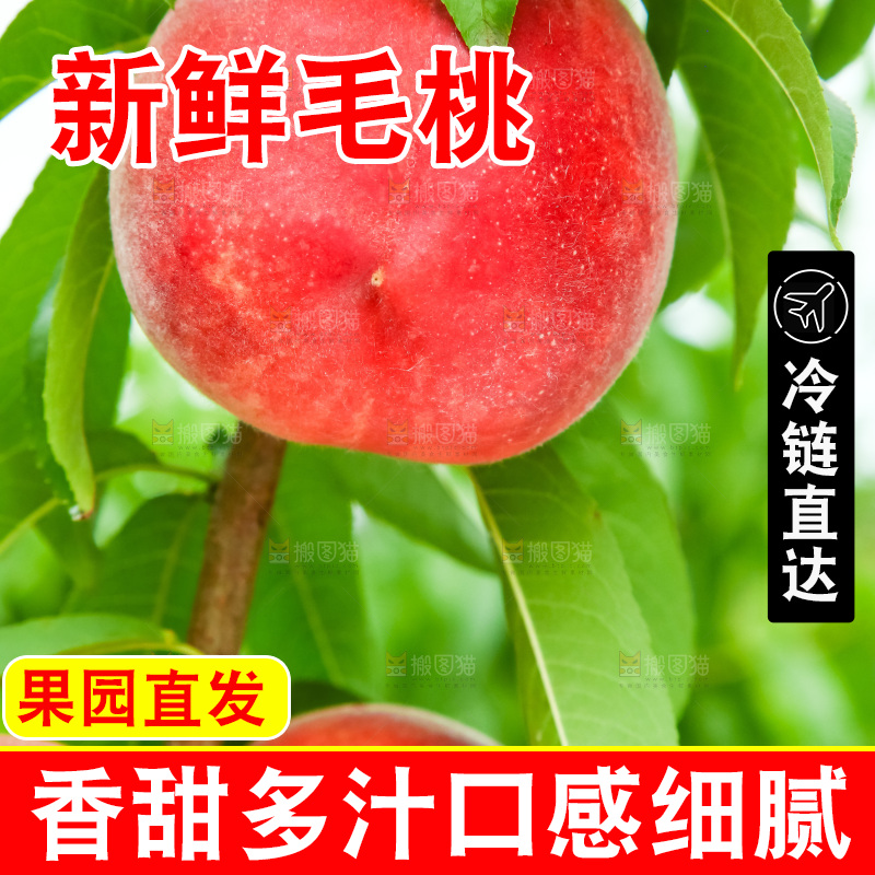 树枝上的毛桃