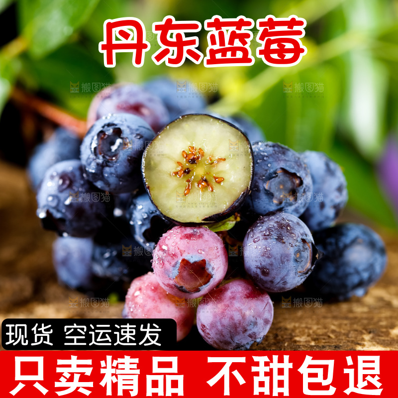 木底上放着山东蓝莓鲜果