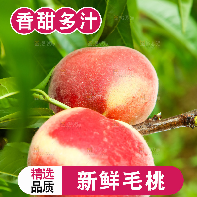 树枝上的毛桃