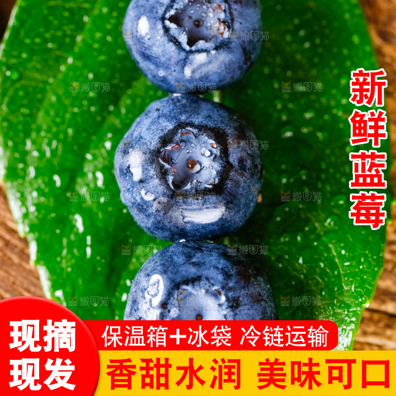 绿叶上摆放着蓝莓果
