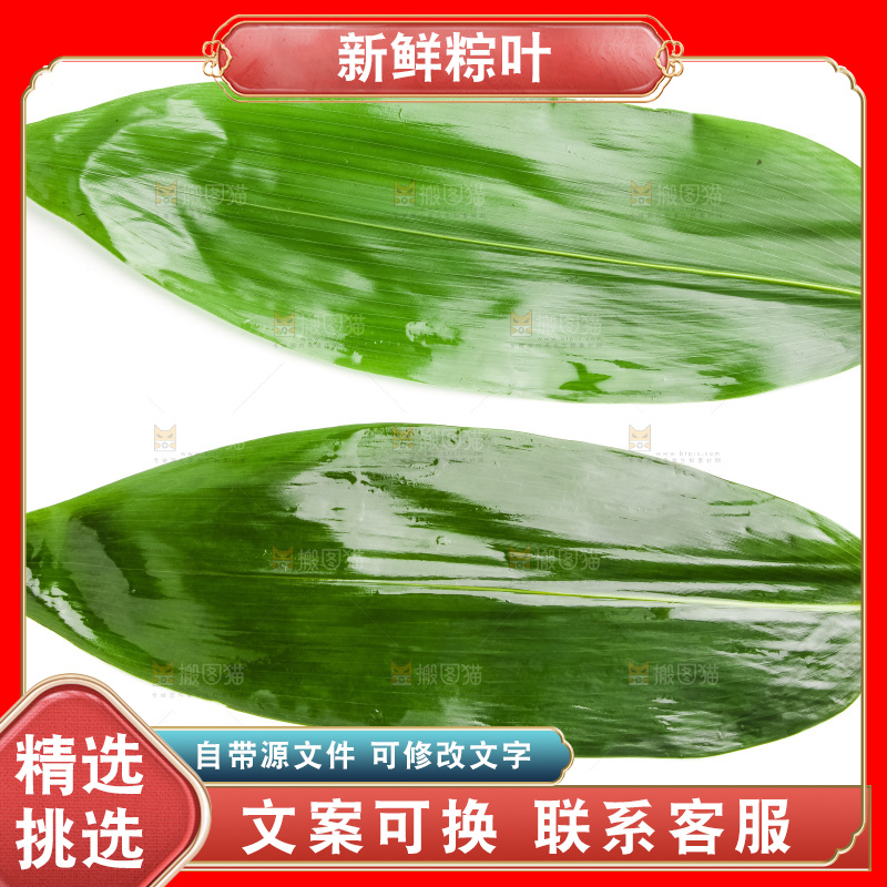 新鲜粽叶放在白底上