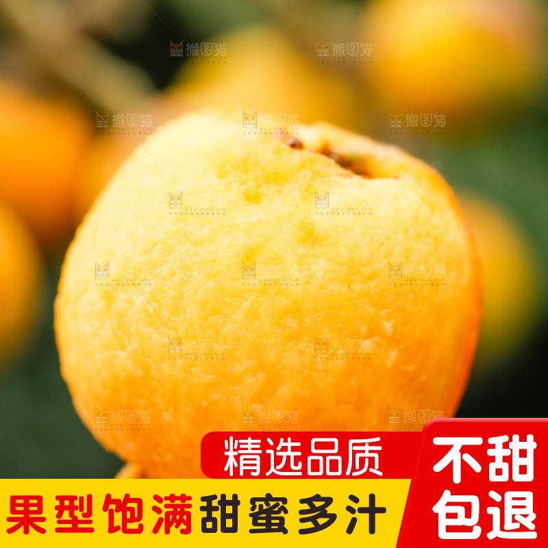 户外的枇杷果