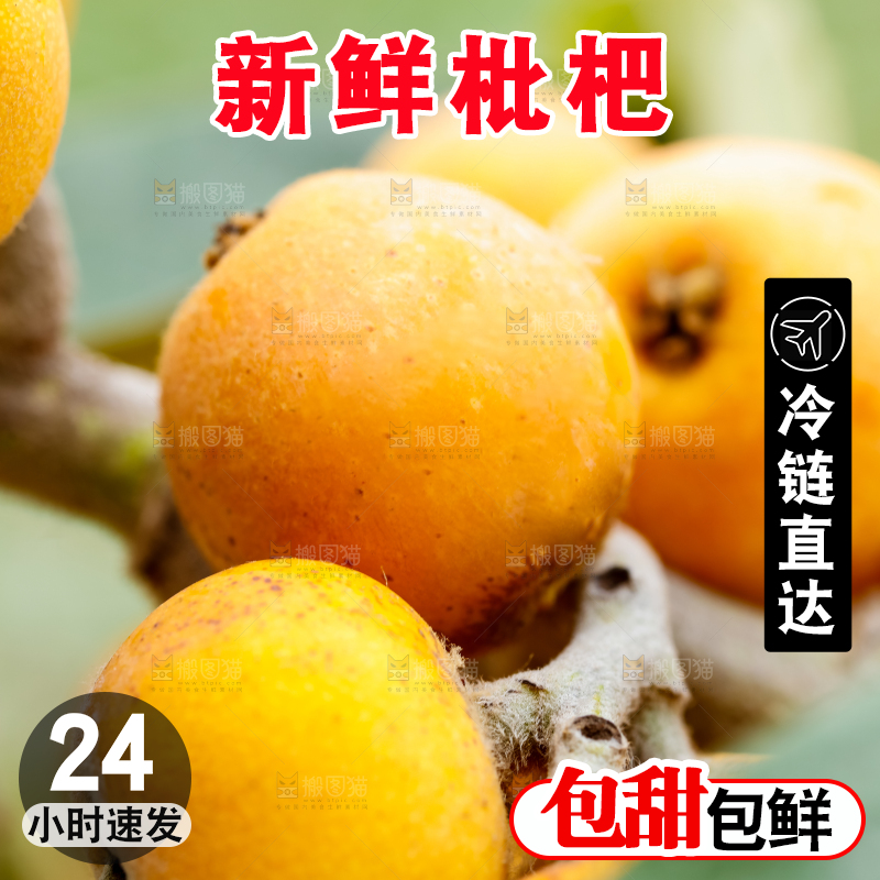 树枝上的枇杷果