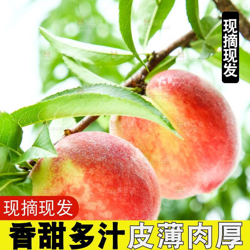 树枝上的毛桃