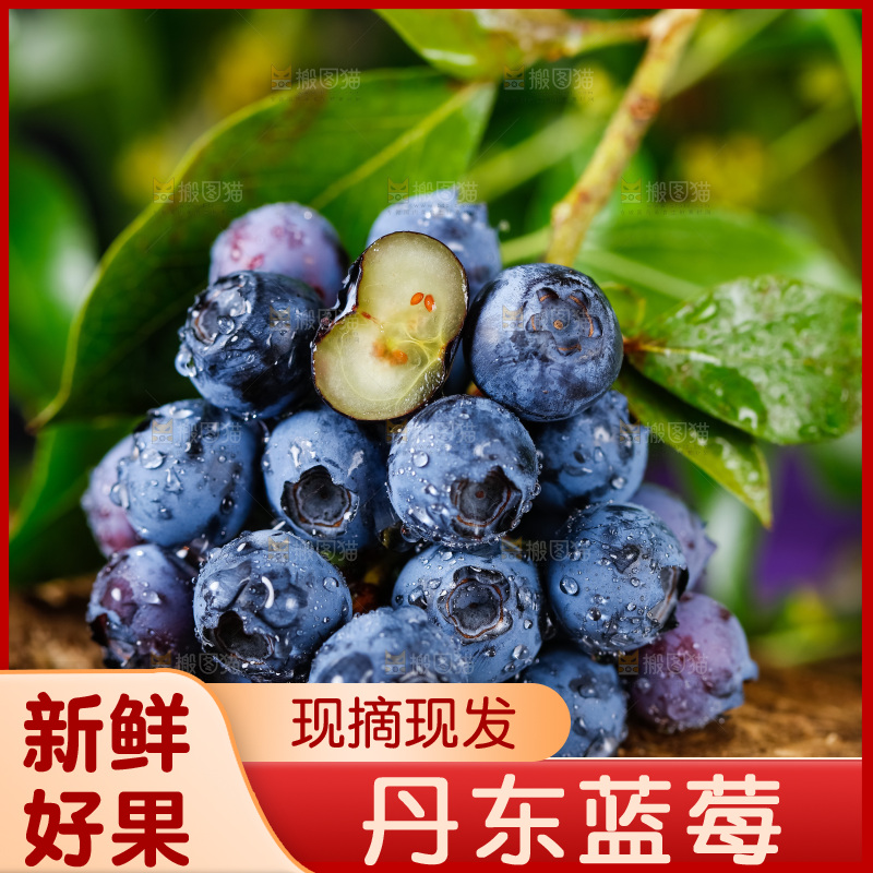 木底上放着山东蓝莓鲜果