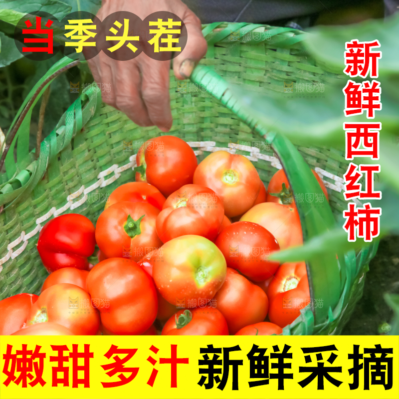 菜园里的西红柿