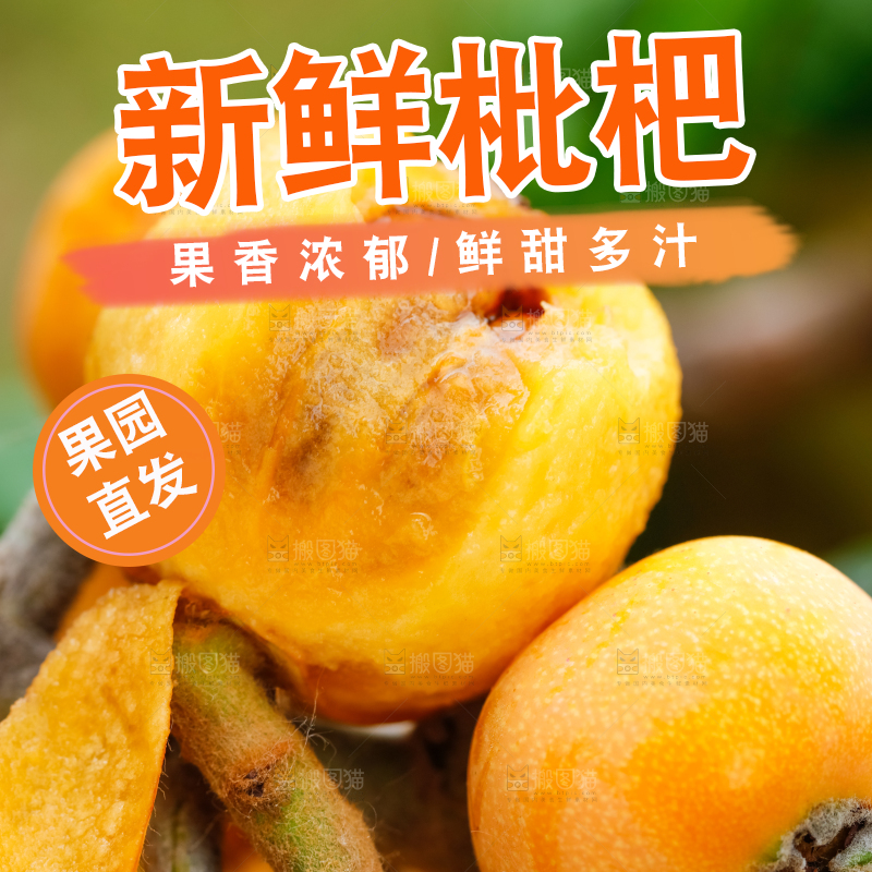 户外的枇杷果
