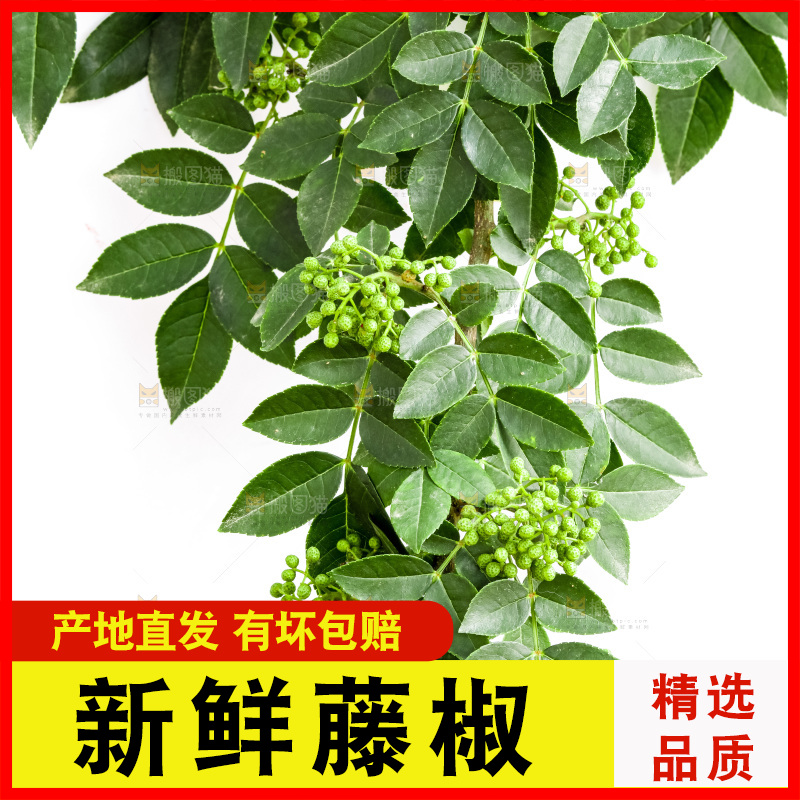 枝叶上的青花椒