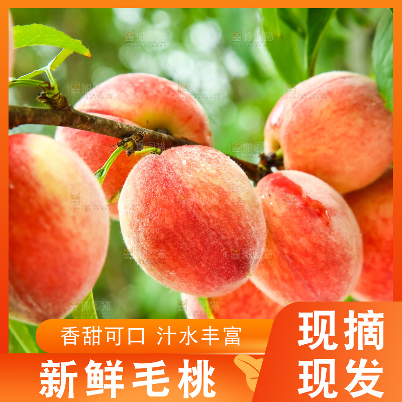 树枝上的毛桃