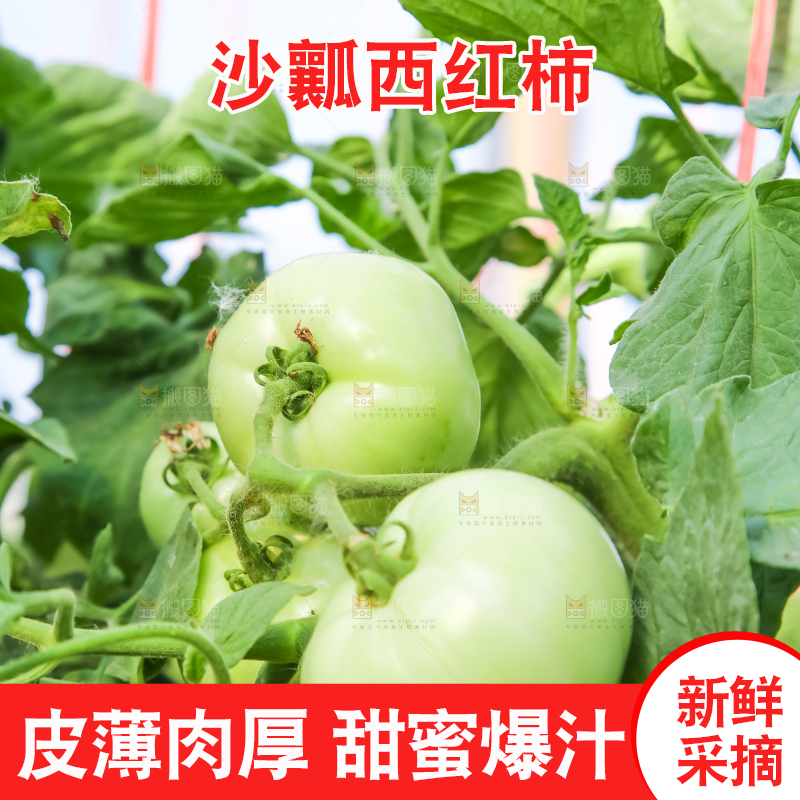 菜园里的西红柿