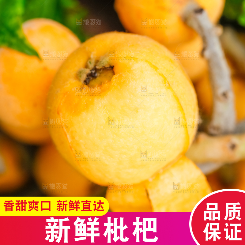 树枝上结的枇杷