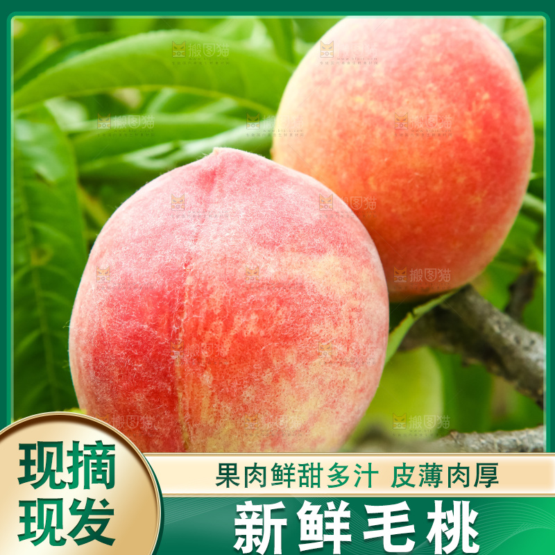树枝上的毛桃