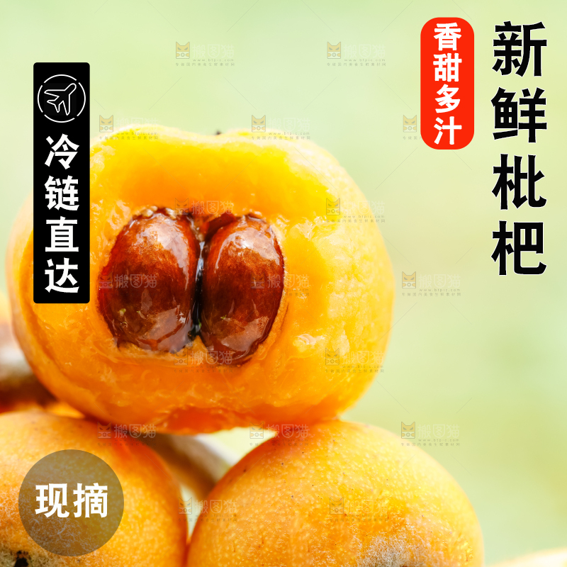 树枝上的枇杷果