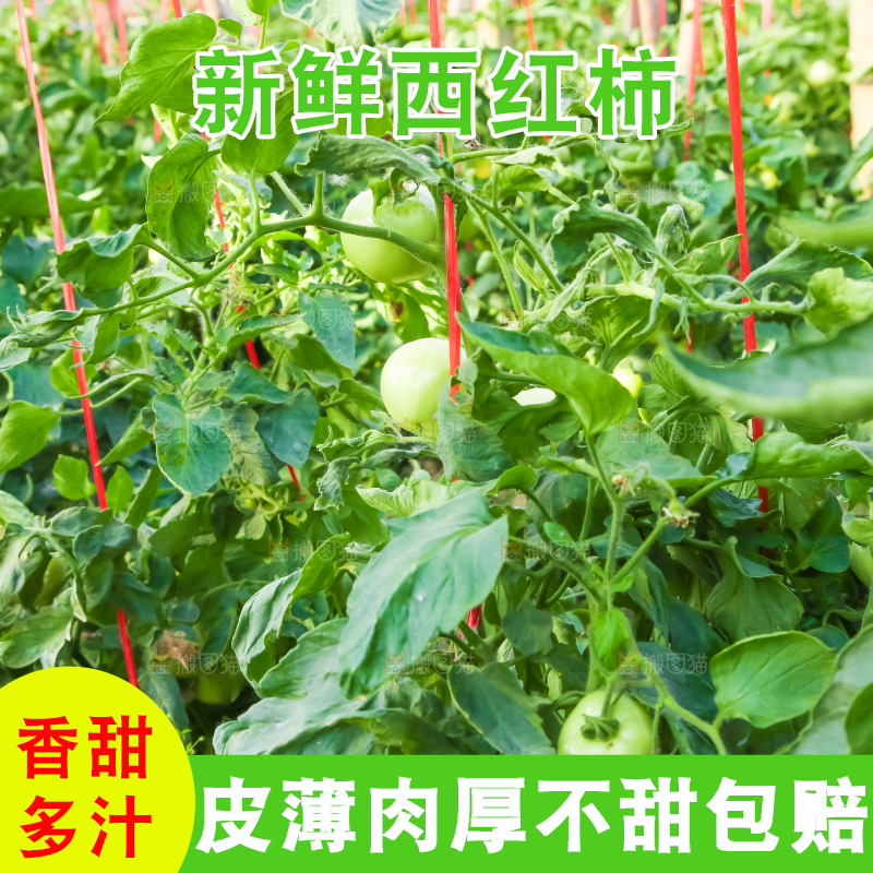 菜园里的西红柿