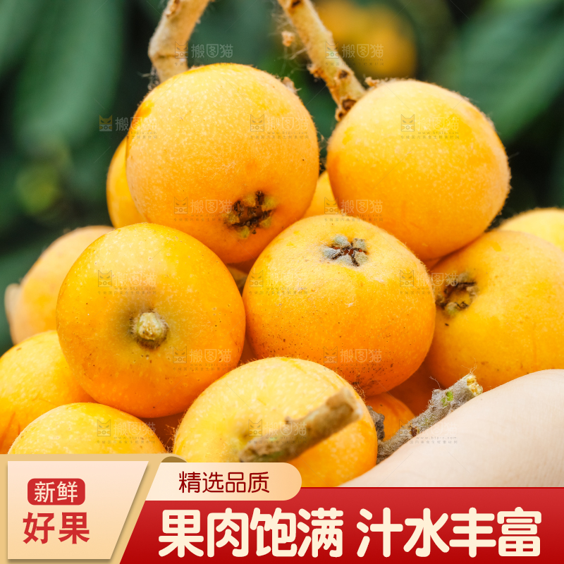 手里捧着新鲜枇杷